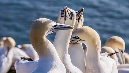 爱游戏官方网站入口登录-博卡或尝试打造双前锋新战术模型，博卡出来的球星