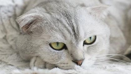 爱游戏娱乐平台-亚洲杯赛程出炉中国男篮小组对手实力强劲，亚洲杯男篮比赛时间